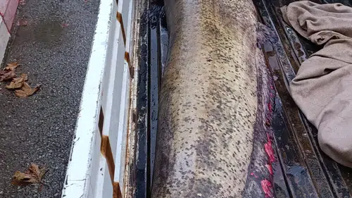 Böyle balık görülmedi: Gören gözlerine inanamadı