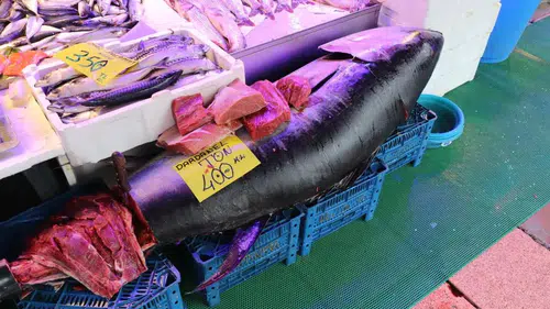 280 kiloluk orkinosu görenler şaşkın: Özel izinle satılıyor