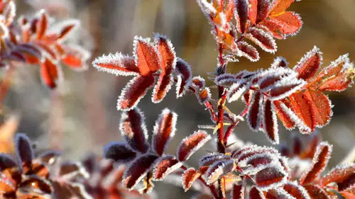 Konya adeta buz kesti. Zemheri etkisi tüm şehri kuşattı