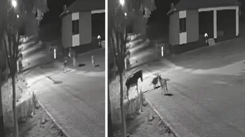 Konya'da aç kalan kurtlar merkeze indi: Eşek telef oldu