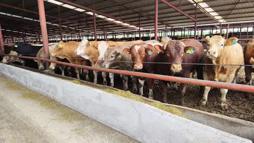 Konya’daki devasa besi çiftliği 82 milyon TL’ye satılacak