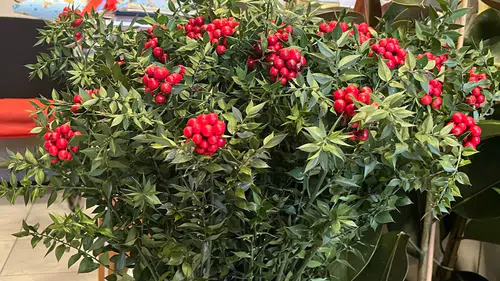 Kokina seferberliği: Doğada bedava tezgahta el yakıyor