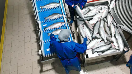 Denizi olmayan Konya'da balık fabrikası satışa çıktı