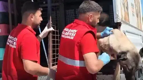 Sahipsiz köpek seferberliği: O köpekler toplanmaya başlandı