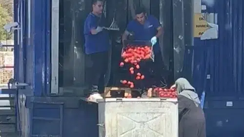 Domatesleri kasa kasa çöpe attılar: Ticaret Bakanlığı harekete geçti