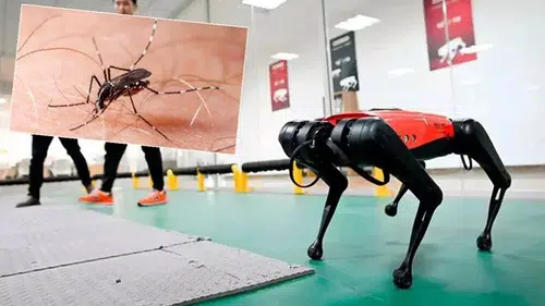 Hong Kong, chikungunya ile mücadele için robot köpekleri devreye alacak