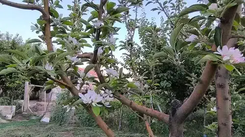 Doğa'da neler oluyor: Elma ağaçları Ağustos biterken yeniden çiçek açtı