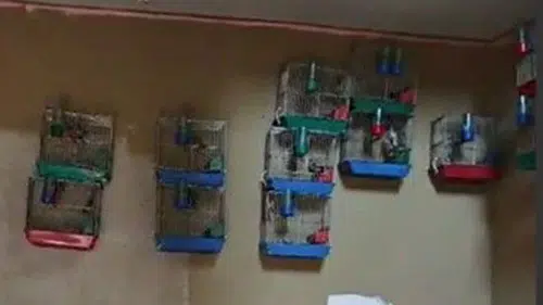 Evinde 21 tane saka kuşu bulunan kişiye ceza