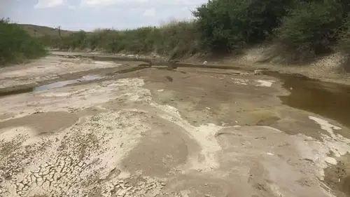 Suda timsah var zannetti. Sakarya Nehri'nden dev balık çıktı