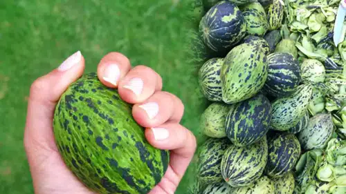 Konyalılar bu ürünün turşusunu çok seviyor. Hırtlakta hasat başladı