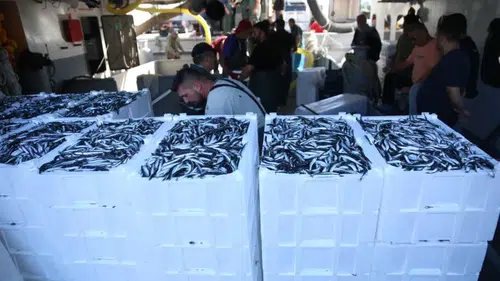 Vatandaş hamsiye doyacak: Balıkçıların ağları hamsiyle doldu