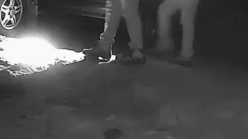 Avcılar av oldu: Boz ayı avcıları fotokapana böyle yakalandılar