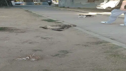 Güngörenli Şerafettin'in keyifli uykusunu BBN Haber böyle görüntüleri