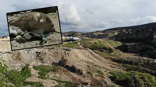 Konya'da rezalet görüntüler: Telef olan hayvanlar çöplüğe atıldı