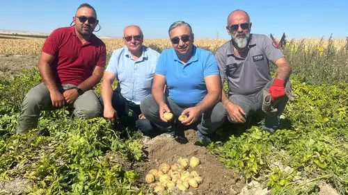 Konya’da cipslik patates üretildi: Sektöre “Uğur” getirecek