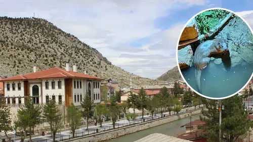 Konya'da nesli tükenmekte olan hayvan görüntülendi: Ailecek yaşıyorlar