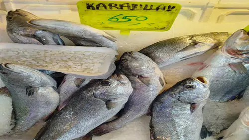 Bunda bir iş var: Balık 650, başındaki taş 10 bin lira