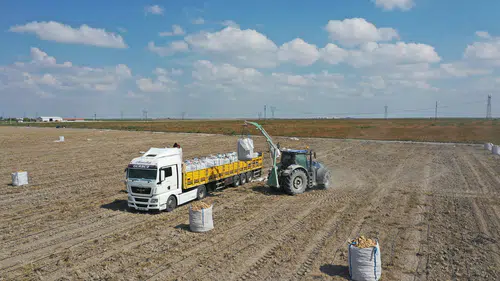 Konya'dan dışa bağımlılığı bitirecek hamle: Patates artık yerli olacak