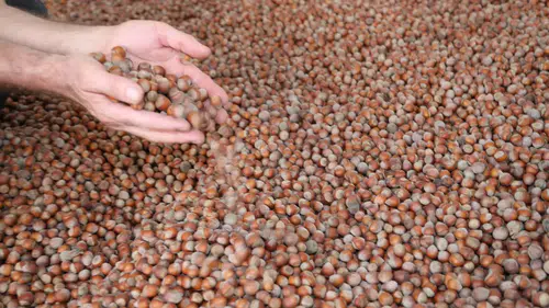 Karadeniz'in pahalı ürünü Konya'da yetişiyor: Fındık hasadı başladı