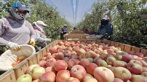 Bu kış elma pahalı olacak: 800 bin ton bekleniyordu 50 bin tona düştü