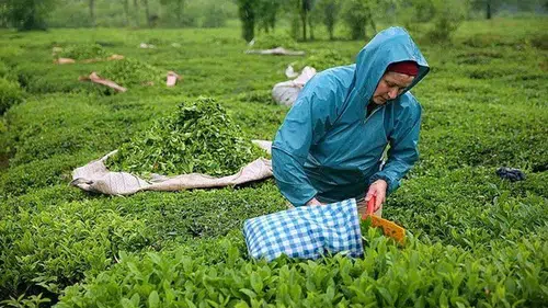 Çayın da tadı kaçı: Yüzde 7.5 zam