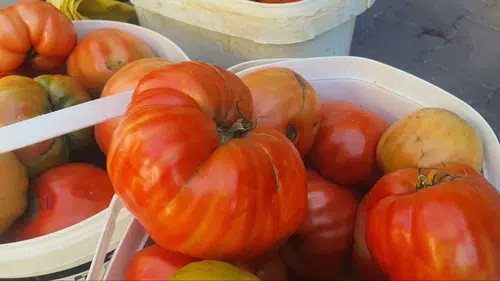 Satan da kıyamıyor alan da: Tanesi 1 kilo, damak çatlatıyor