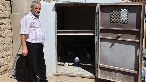 Tanesi 100 bin lira, çelik kasada besleniyorlar: Süper ligde yarışıyorlar