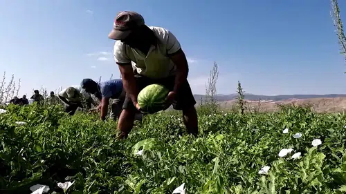 Kuruş kalmadı ama tarlada 30 kuruş, tezgahta 30 katı