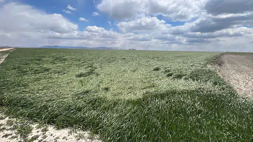 Konya'da Kiralık tarla uygulaması başladı, uzmanlardan uyarı geldi
