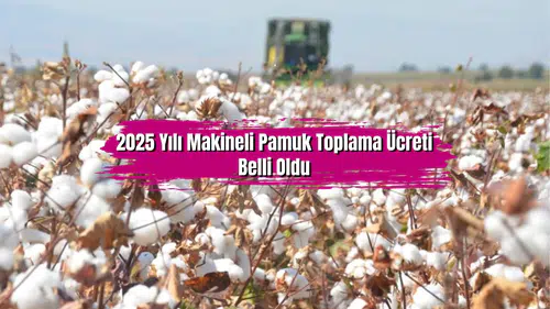 Binlerce pamuk üreticisinin beklediği haber geldi! 2025 yılı makineli pamuk toplama ücreti belli oldu