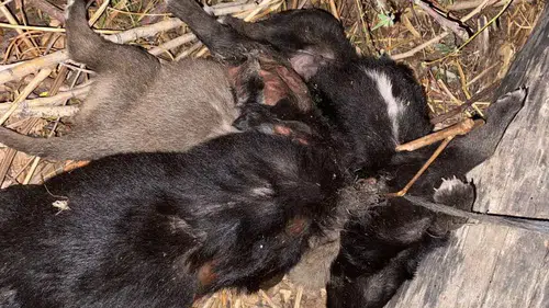 Vahşet: 3 yavru köpeği birbirlerine bağlayıp boğmuşlar