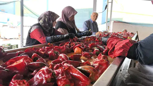 Üretiyorlar ama yiyemiyorlar: Bin 500 ton biber salçası Hollanda'ya gidiyor