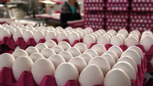 Yumurta üreticileri yine yaptı yapacağını: Yüzde 100 zam