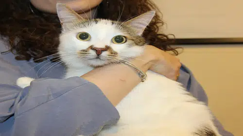 Paşa şehir değiştirince depresyona girdi
