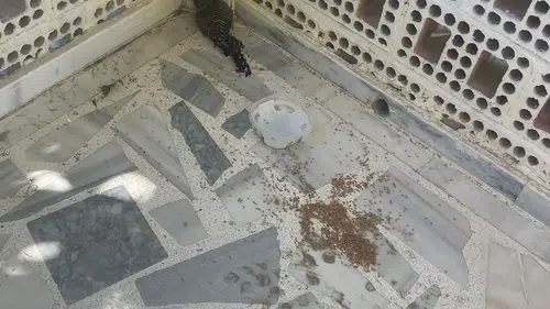 Yaralı ebabil kuşuna Konya'da şefkat eli
