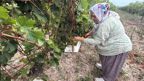 Üzüm üzdü: Hasatta yüzde 80 azalma; cep yakacak
