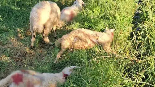 Sahipsiz köpekler kuzuları telef etti