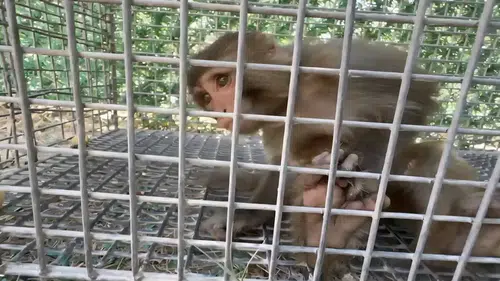 Şiddet görmüştü: Doğa parkına gönderiliyor