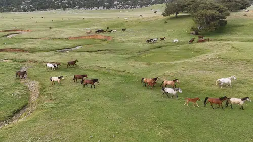 Toroslar'ın özgür ruhları: Yılkıları görmek için Eynif Ovası'na gidiyorlar