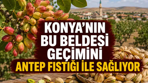 Konya’nın bu mahallesi geçimini Antep Fıstığı ile sağlıyor