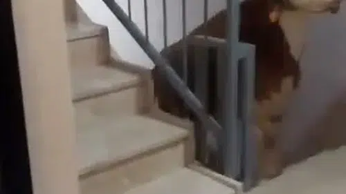 Bu da oldu: Kesmek için boğayı 6'ıncı kata çıkardı