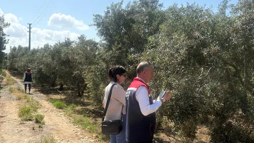 Zeytinin tanesini 50 liraya satıyordu: Satış umduğu gibi sonuçlanmadı