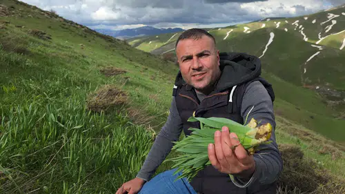 Dağlarda yetişen doğal antibiyotik: İlaçtan ucuz sağlık