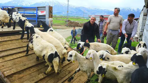 Tulum peyniri için zorlu yayla yolculuğu başladı