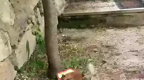 Protestocu sincap ile vatandaşın diyalogu gülümsetiyor
