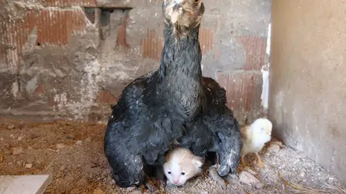Kümesin davetsiz misafiri: Yavru kedi tavuğun altına sığındı