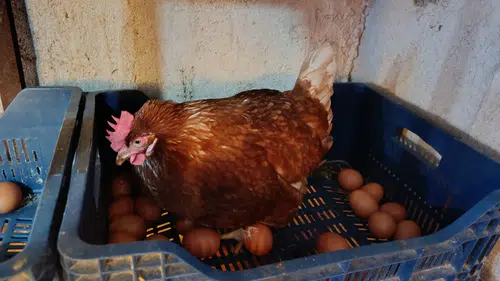 Markette 10 TL, üreticide ne kadar: Yumurtada büyük oyun deşifre oldu