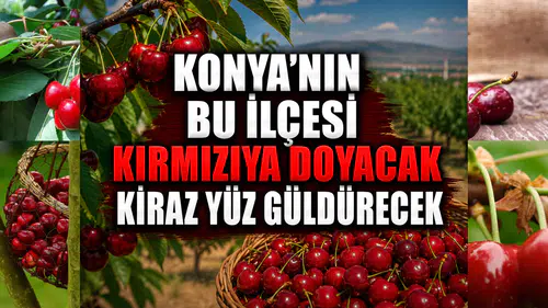 Konya’nın bu ilçesi kırmızıya doyacak: Kiraz yüz güldürecek