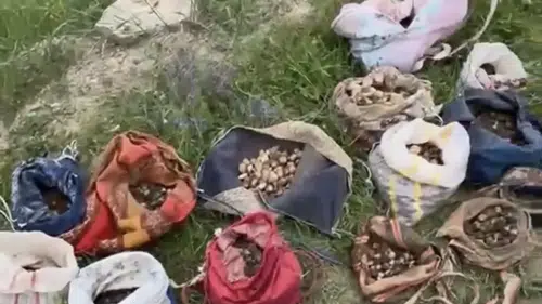 İzinsiz topladıklarına pişman oldular: Cezayı servet olarak ödeyecekler