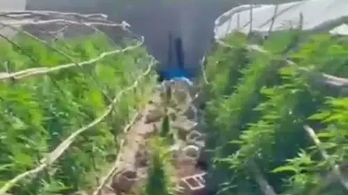 Bu da uyuşturucu serası: Polis de gördüklerine inanamadı
